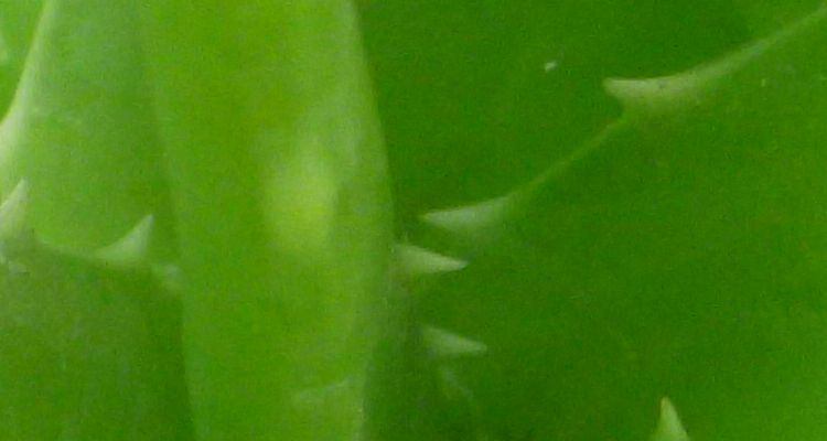 Aloe Vera Aloe Vera